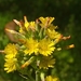 Oriental False Hawksbeard - Photo (c) pileatedtree, some rights reserved (CC BY-NC), uploaded by pileatedtree