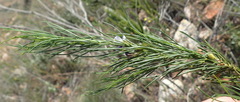 Psoralea sordida