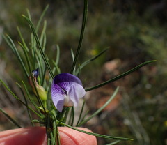 Psoralea sordida