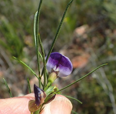 Psoralea sordida