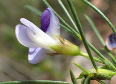 Psoralea sordida