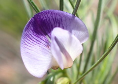 Psoralea sordida