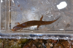 Desmognathus planiceps