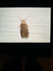 Agonopterix canadensis