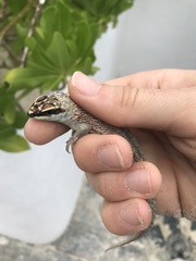 Leiocephalus personatus