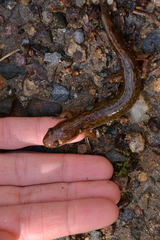 Desmognathus planiceps