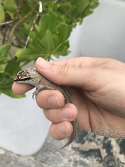 Leiocephalus personatus