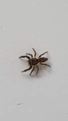 Marpissa muscosa