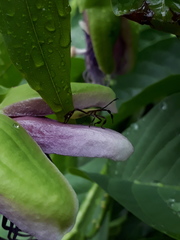 Passiflora quadrangularis