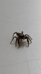 Marpissa muscosa