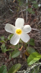 Oxalis confertifolia