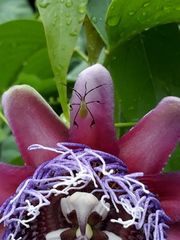 Passiflora quadrangularis