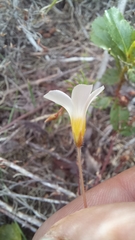 Oxalis confertifolia