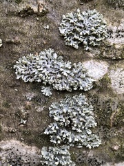 Physcia adscendens