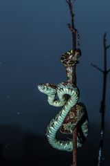 Craspedocephalus malabaricus