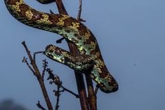 Craspedocephalus malabaricus