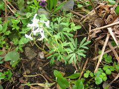 Corydalis angustifolia
