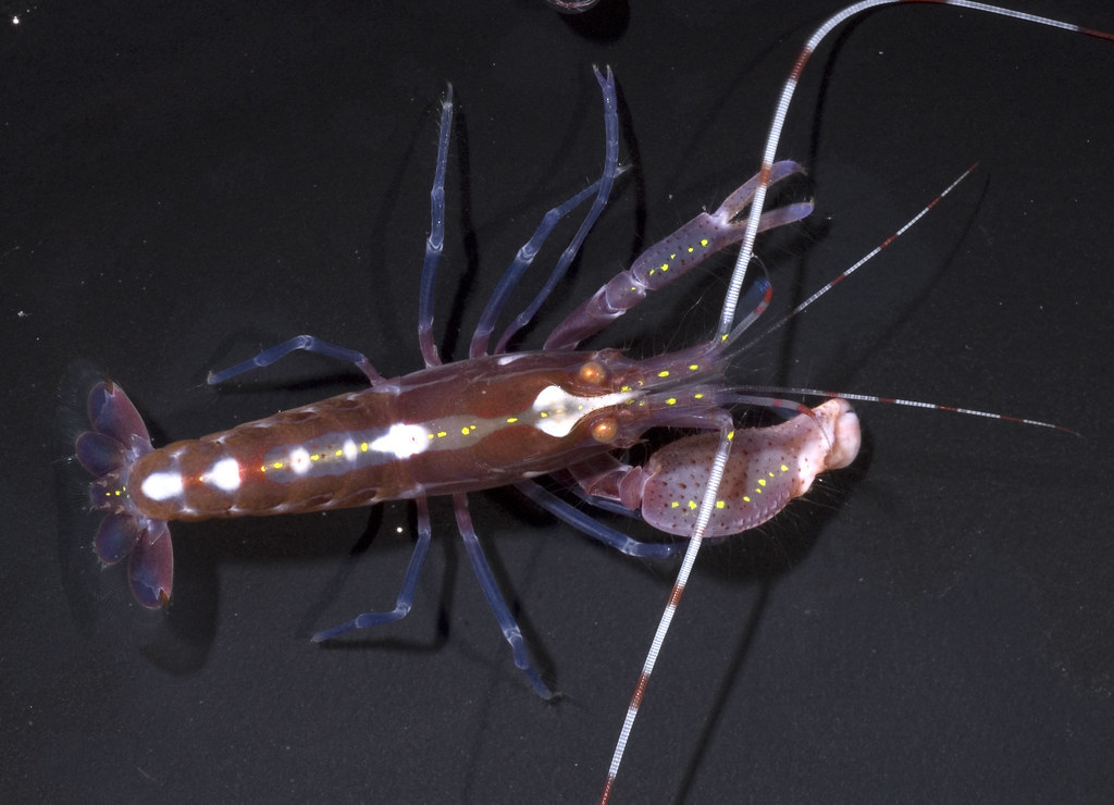 Red Snapping Shrimp