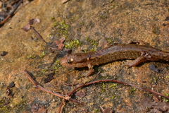 Desmognathus planiceps