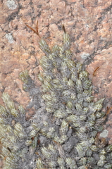 Tillandsia pedicellata