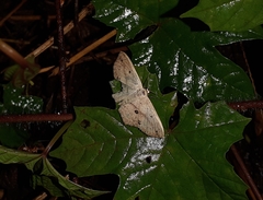 Scopula annularia