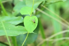 Rhagio albicornis