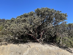 Arctostaphylos montaraensis