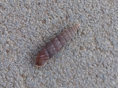 Alinda biplicata