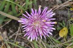 Gomphrena pulchella