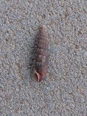 Alinda biplicata