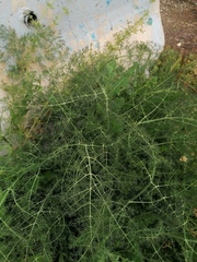 Foeniculum vulgare
