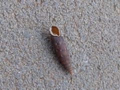 Alinda biplicata