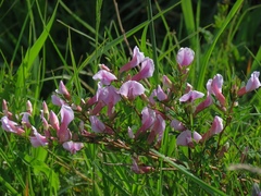 Chamaecytisus purpureus