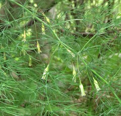 Asparagus tenuifolius