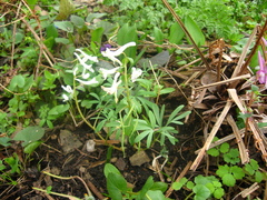 Corydalis angustifolia