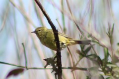 Leiothlypis celata lutescens