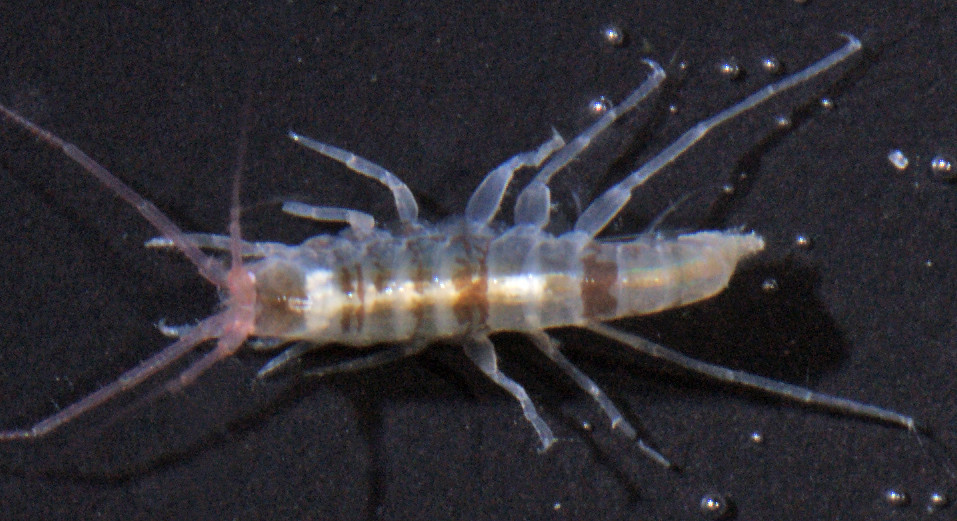 Bemlos unicornis