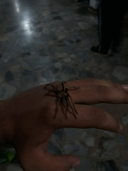 Araneae