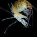 Cerapus - Photo (c) smithsonian_marinegeo, some rights reserved (CC BY-NC-SA), uploaded by smithsonian_marinegeo
