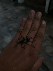 Araneae