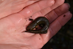 Desmognathus kanawha