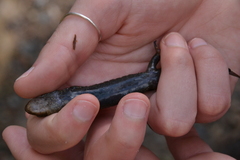 Desmognathus kanawha