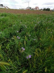 Erodium ciconium