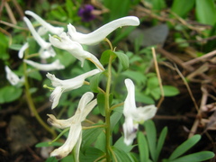 Corydalis angustifolia