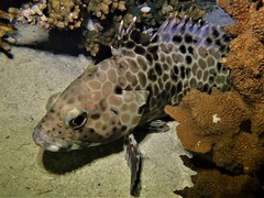 Long-Finned Rock-Cod photo 2