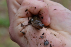 Desmognathus kanawha