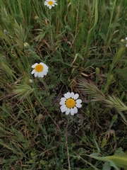 Anthemis arvensis