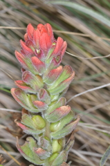 Castilleja arvensis pastorei