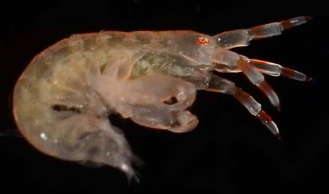 Colomastigidea
