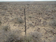 Pteronia unguiculata